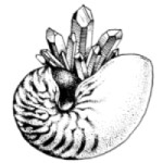 Nautilus Gent vzw Logo